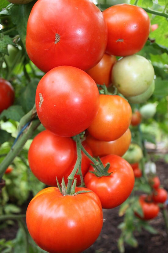 Baltais dzidrais (tomātu sēklas)